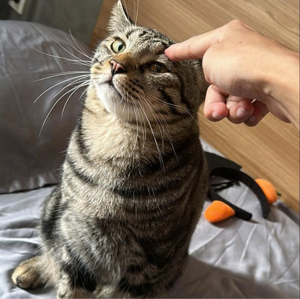 High-end pet boutique